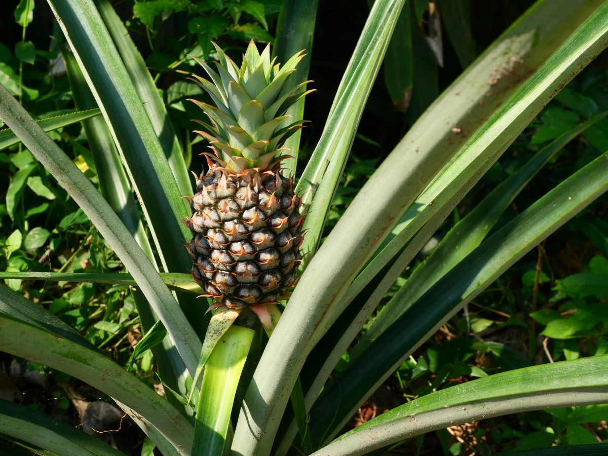 Plod ananásu